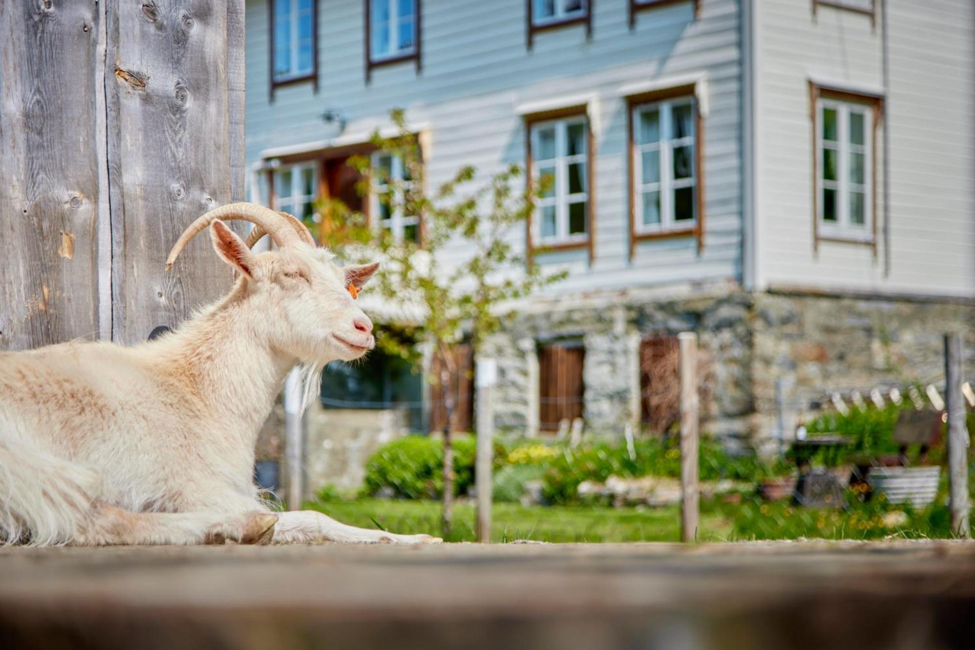 Overvoll Farm Stranda  Dış mekan fotoğraf